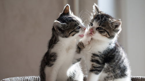 母猫公猫如何区别