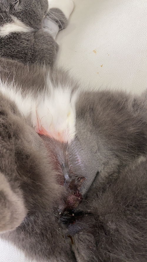 小猫绝育多久拆线