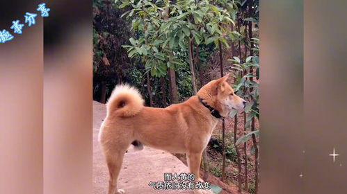 土狗是什么品种