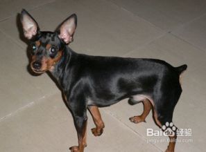 杜宾犬幼犬如何喂养