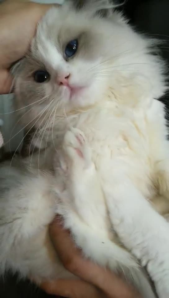 布偶猫多久配一次
