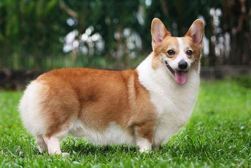 柯基犬脾气如何