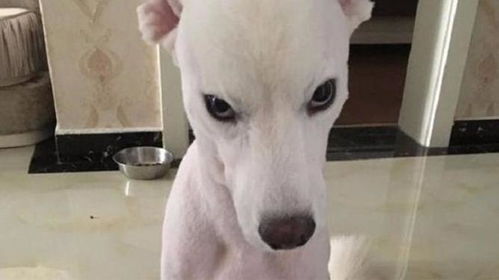 狗剃光毛会怎么样