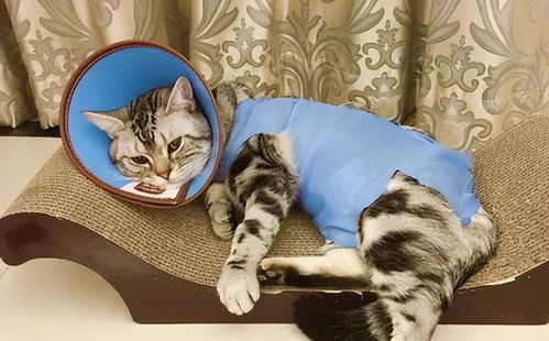 公猫绝育后多久吃东西