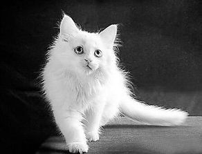 中国的猫咪有哪些
