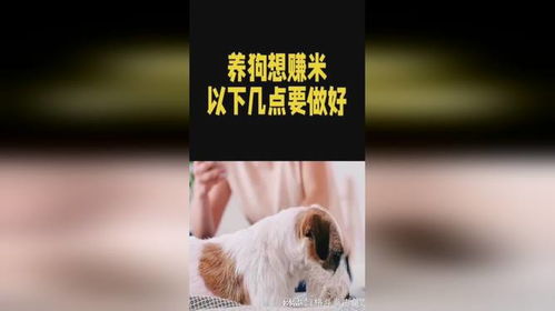 如何养狗赚钱