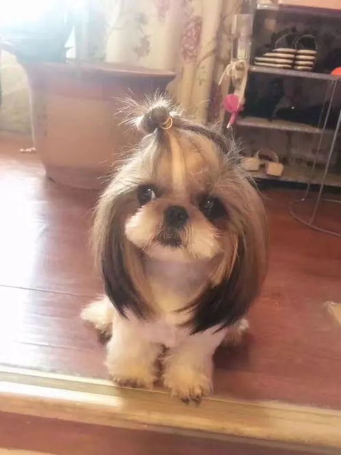 西施犬和泰迪哪个更好看