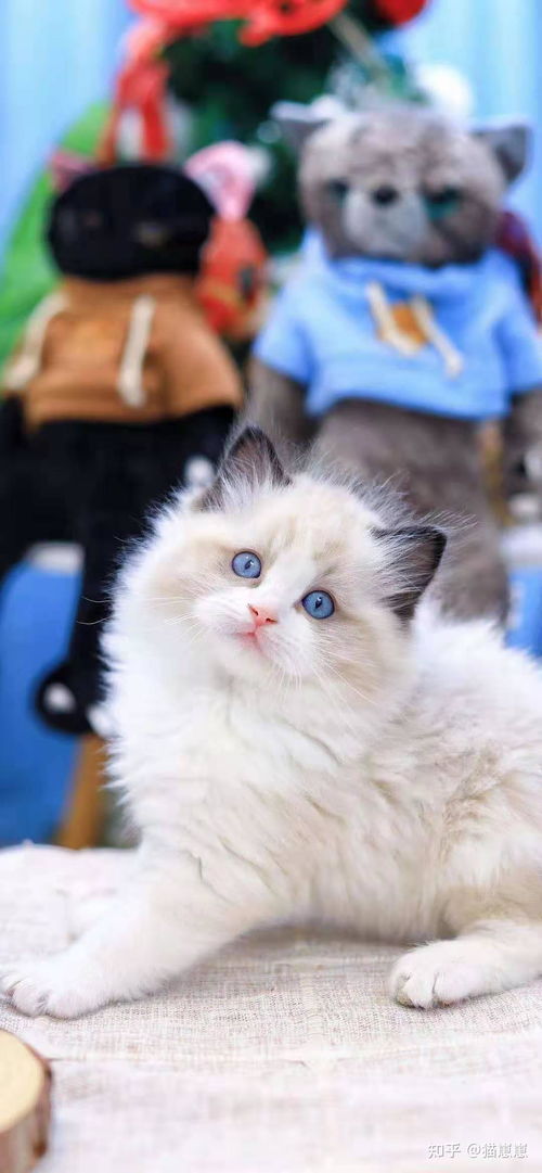 布偶猫哪里买