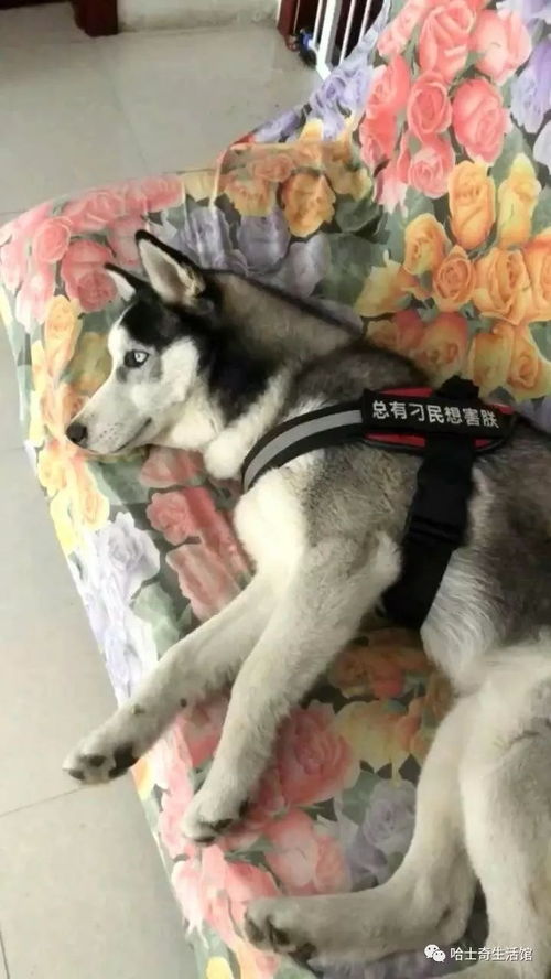 哈士奇幼犬在哪里睡