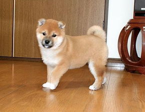 哪里买到秋田犬