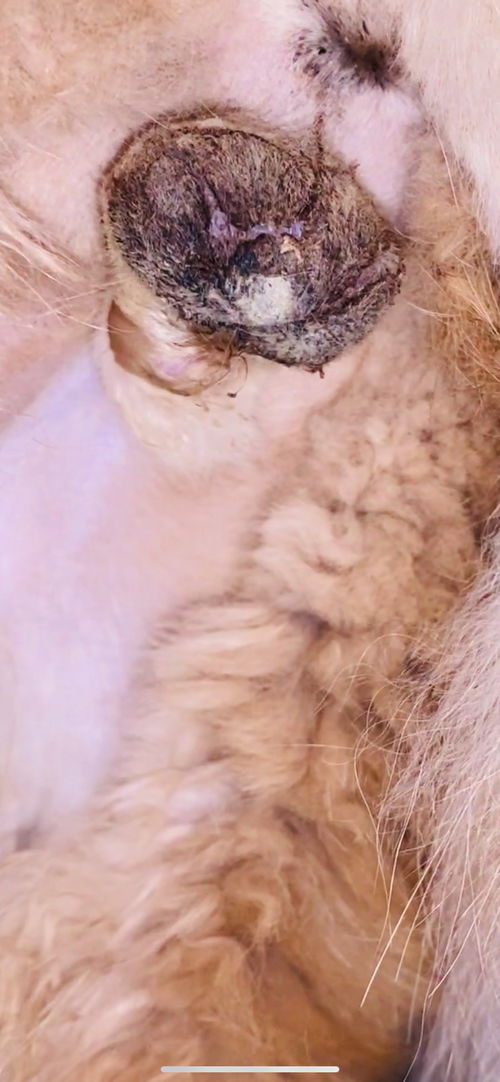 猫绝育伤口多久能好