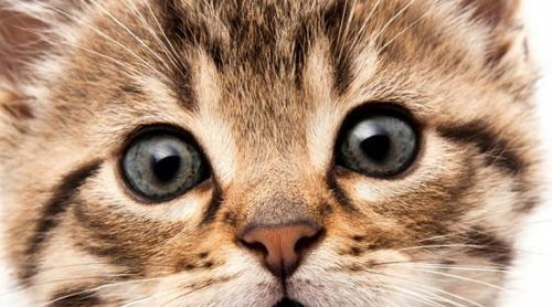 如何测试猫的好坏