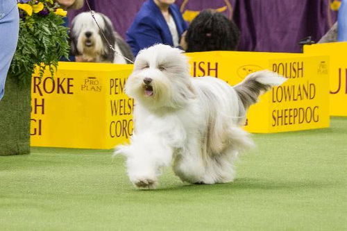 小犬狗有哪些品种