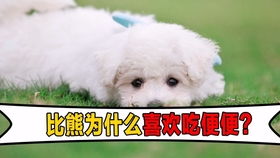 比熊小狗多久断奶