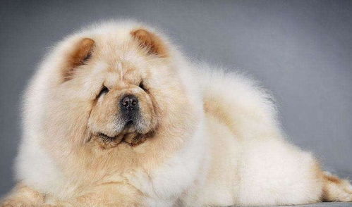 松狮和博美犬哪个更好