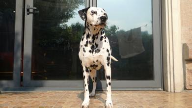 狗狗吃橘子皮会怎么样