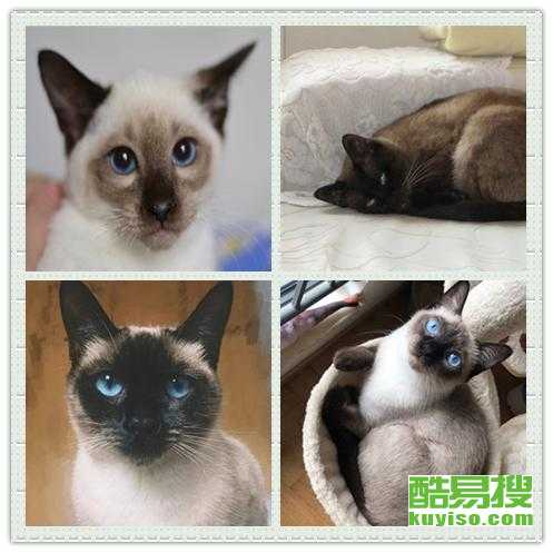 暹罗猫哪里有卖