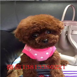 泰迪犬哪里有卖
