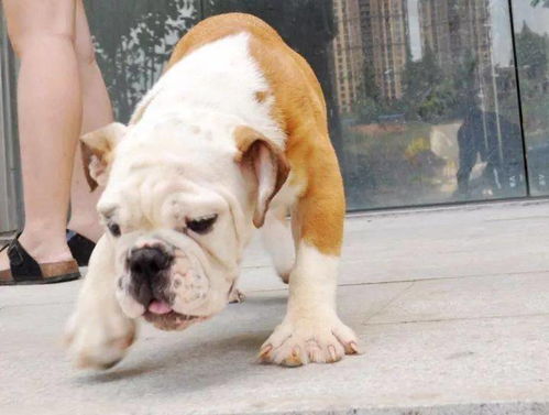 斗牛犬如何训练