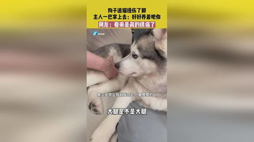 狗狗脚扭伤多久才能好