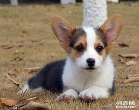 柯基犬两色三色哪个贵
