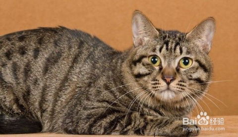 如何鉴别狸花猫