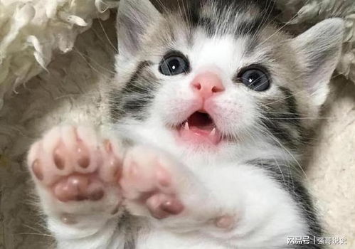 如何让猫咪喜欢你