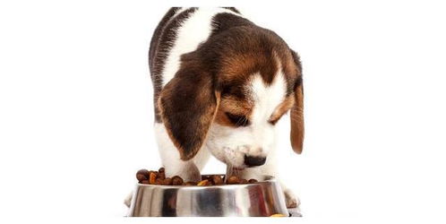 比格犬如何喂食