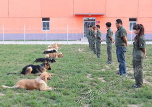 学训犬要多久时间