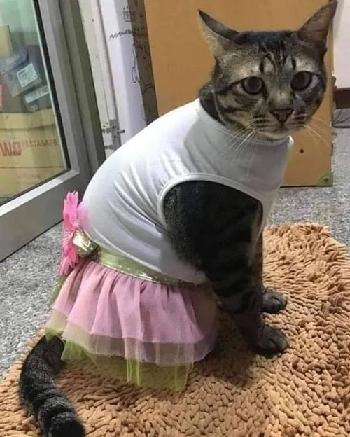 如何做猫衣服