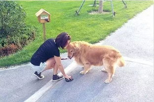 可以打狗狗哪里