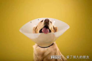 狗身上结痂多久掉落