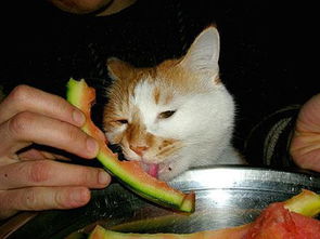 母猫绝育后多久进食