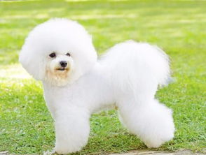 比熊犬和泰迪哪个更好养