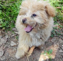 哪些狗属于烈犬