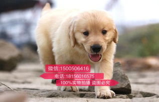买狗哪里比较靠谱
