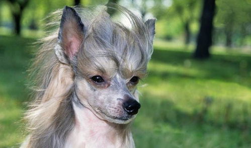 哪些犬不掉毛