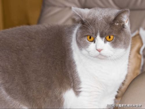 蓝猫和蓝白哪个价格高