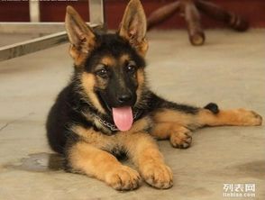 牧羊犬锤系怎么样