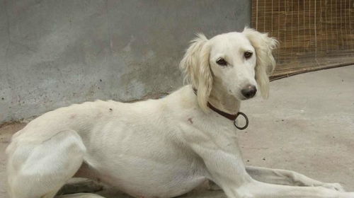 细狗和灵缇犬哪个好