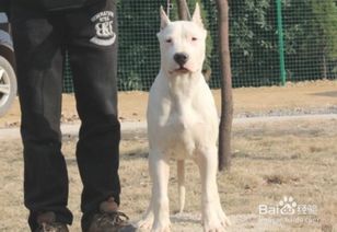 杜高犬如何挑选
