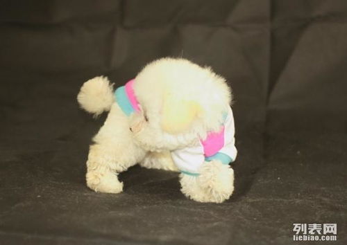 贵宾幼犬多久可以走路