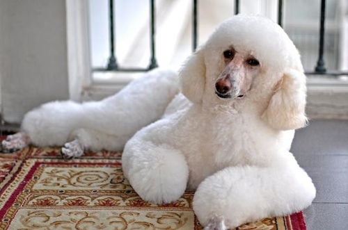 灰色长毛犬有哪些