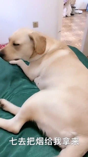 如何训练狗狗听懂人话