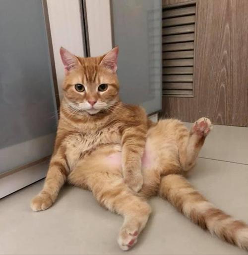 猫的天性有哪些