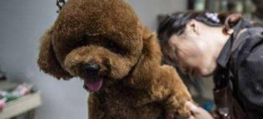 泰迪犬多久剪指甲