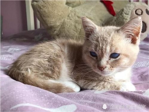 长不大的猫有哪些