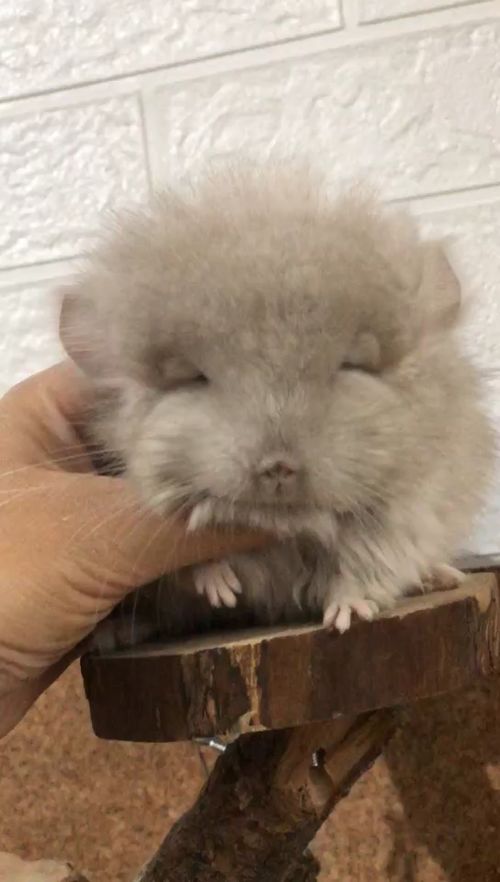 龙猫出生多久睁眼