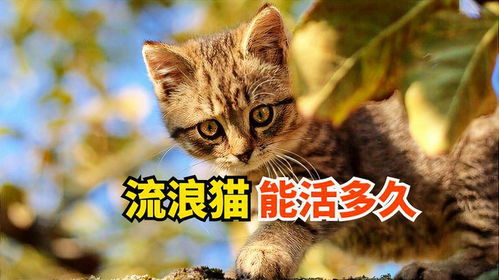 猫不喝水能活多久