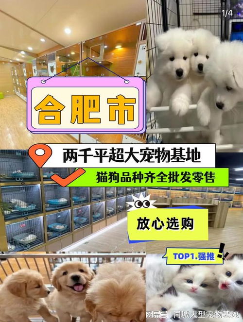 合肥在哪里买狗